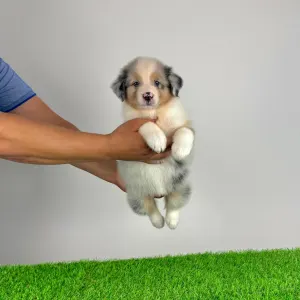 Australian Shepherd - Wolke 