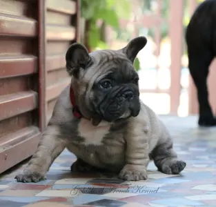 Bouledogue français - Aslan