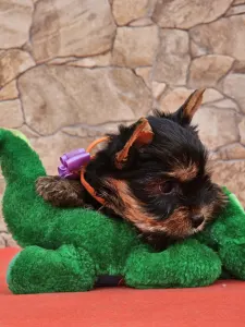 Yorkshire Terrier - Bertold