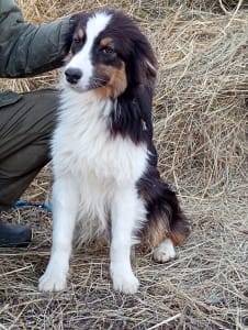 Australian Shepherd - Dailos Ultimate Drive