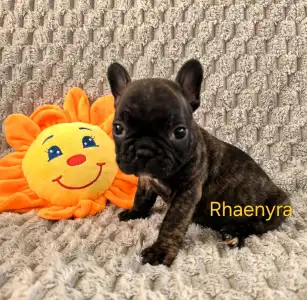 Französische Bulldogge - Miora Frenchie Rhaenyra