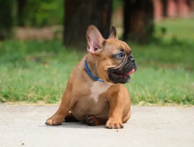 Bulldog francese - Elton