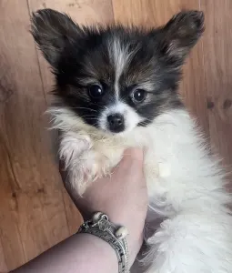 Papillon - Antoanette