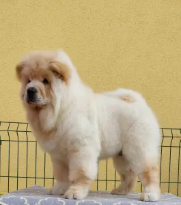 Chow chow - Roni