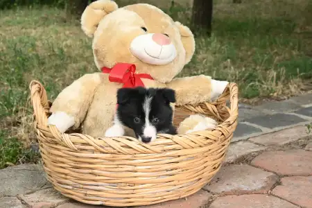 Border Collie - Dazzling Borders Believe In Magic