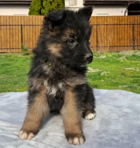 Német juhászkutya - Csereerdei Lina