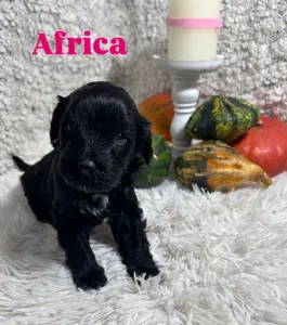 Portugál vízikutya - Africa