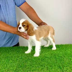 Cavalier King Charles Spaniel - Orbin