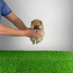 Szpic miniaturowy - Wina