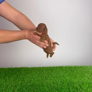 Poodle Miniature - Nikita