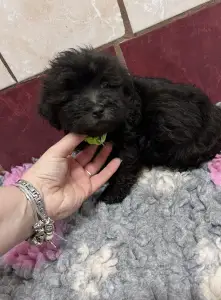 Bolończyk kolorowy - Andrej