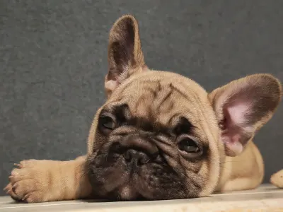 Bulldog francez - Elmo