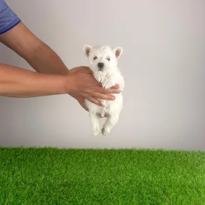 West Highland White Terrier - Holly