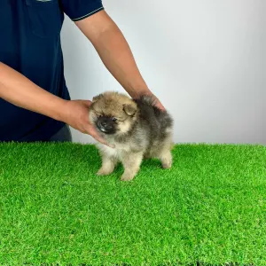 Pomeranian - Poppy