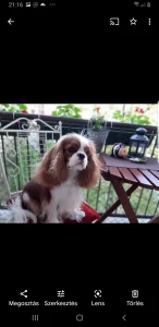 Cavalier King Charles Spaniel - Redstone Cavalier