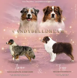 Australský ovčák - Candybelldream Aphrodité