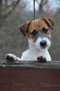Jack russell terrier - Nico