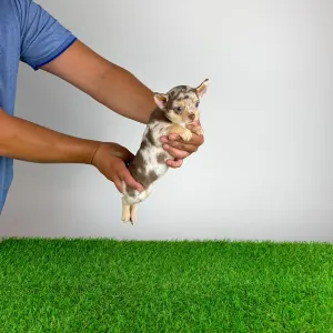 Chihuahua - Flora