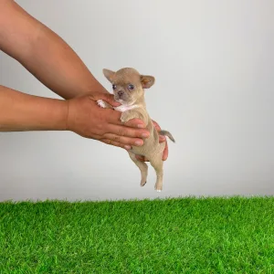 Чихуахуа - Bijou