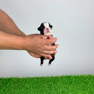 Boston Terrier - Halvor