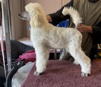Poodle Standard - San Diego