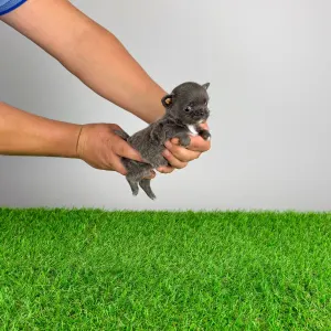 Чихуахуа - Olea