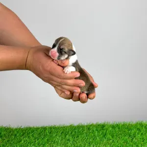 Welsh Corgi Pembroke - Zenon