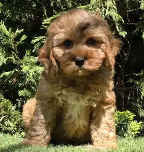 Cavapoo - Mendosa