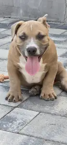 American Bully - Pocket - Bbb 