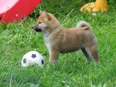 Shiba inu - Fönix