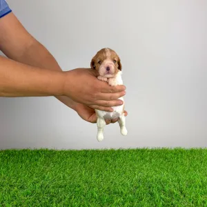 Cavalier King Charles Spaniel - Dina