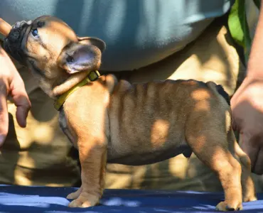 French Bulldog - Goldy