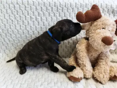 Кане-корсо - Forza Di Diavolo Egon