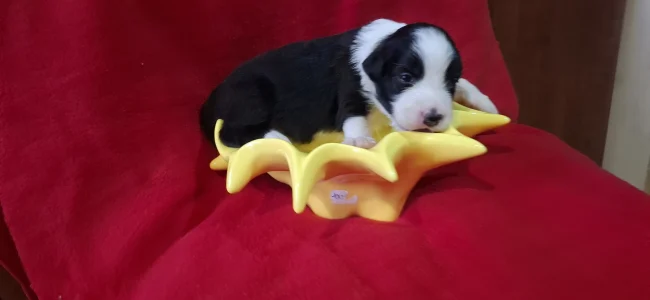 Border Collie - Tedd.