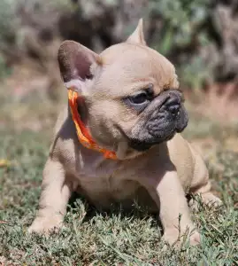 French Bulldog - Udo