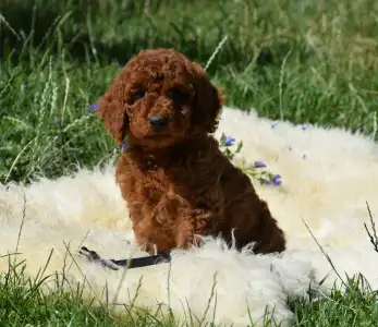 Poodle Medium - Cabernet Sauvignon