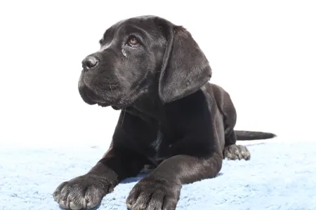 Cane Corso - Cora