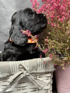 Englischer Cocker Spaniel - Empress