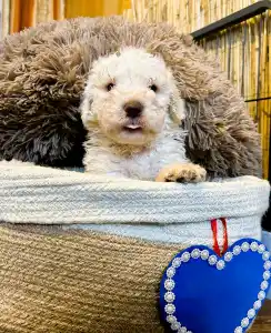 Romagna Water Dog - Tummi Gummi