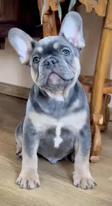 Bouledogue français - Steel Wing Bullz  Ronan