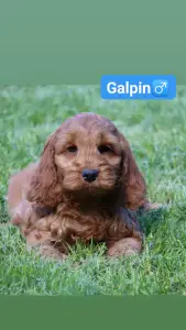 Cockapoo - Galpin