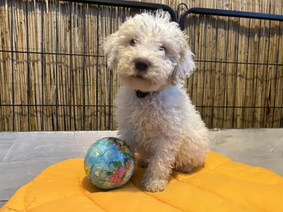 Lagotto Romagnolo - Tummi Gummi