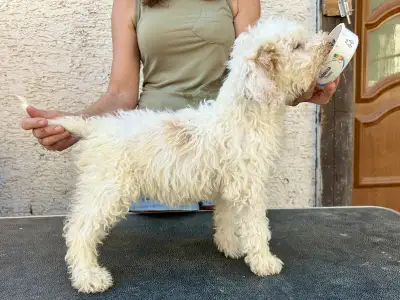 Romagna Water Dog - Sally Scull