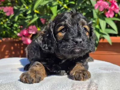 Cavapoo - Anakin