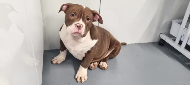 American Bully - Pocket - Luna