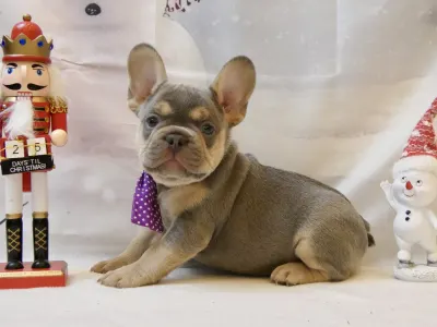 Bouledogue français - Max