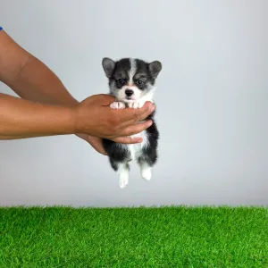 Welsh Corgi Pembroke - Corsa