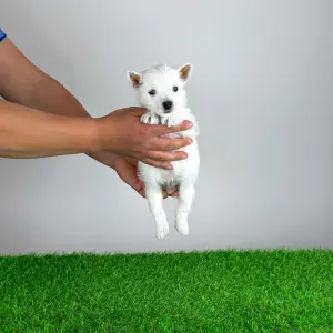 West Highland White Terrier - Jette