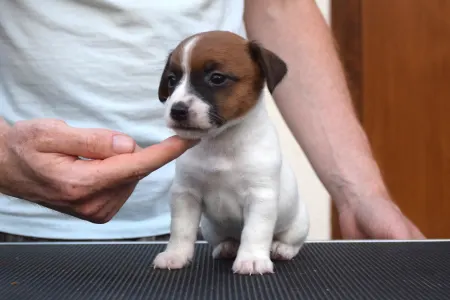 Jack Russell Terrier - Xena