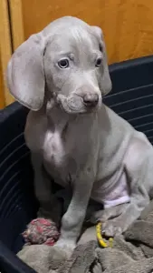Weimaraner - Best Hunter World Ferdinánd